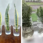 Most people walk past a spider plant without realizing