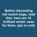 Never water tomato plants in evening. Here’s why