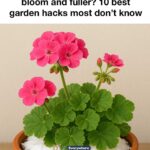 Most folks never figure it out. Why your basil plants keep wilting & the no-fail hack to revive them