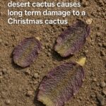 Never water tomato plants in evening. Here’s why