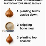 Most people do this wrong. Here’s the right way to fertilize hydrangeas for insane blooms