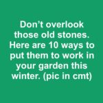 Here’s how to keep your poinsettia alive and colorful long after the holidays end