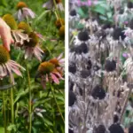 14 Indoor Edible Plants That Continue Producing Every Month