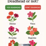 Most do this wrong. When and how to divide your irises