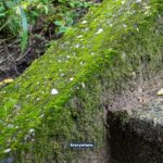 Thanksgiving Cactus in December: 7 Things to Do Right After Blooming