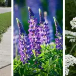 Christmas Cactus Care in December: 7 Steps to Keep the Flowers Blooming All Month Long