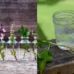 How to Successfully Propagate Poinsettia Plants: A Complete Guide