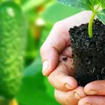 Cleaning your iron: it only takes 30 seconds. Find out how