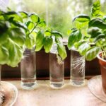 10 Plants That Repel Snakes (Naturally & Safely)