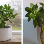 How to Make a Snake Plant to Bloom (Highly Fragrant & Rare)