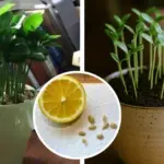 Why Your Peace Lily Won’t Bloom: 10 Mistakes You Might Be Making