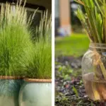 Benefits of Soaking Cloves in Vinegar for 48 Hours: The Natural Antibiotic Tonic