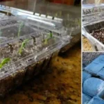 How to Check If Honey is Pure or Fake