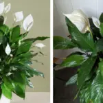 10 Flowers You Shouldn’t Plant With Roses (And 5 That Help Protect Them)