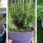 Benefits of Heating Olive Oil With Rosemary: The Pain-Relief Remedy People Still Swear By