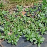 The Quiet Power of Orange Foods