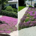 Most don’t know. The dead simple way to grow lavender from cuttings