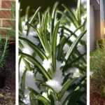 Why You Shouldn’t Kill Wood Sorrel in Your Garden: 8 Compelling Reasons