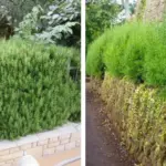 If You Have a Few Buckets, Here Are Smart Ways to Use Them in the Garden