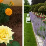 Why Your Peace Lily Won’t Bloom: 10 Mistakes You Might Be Making