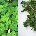 Most people walk past a spider plant without realizing