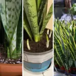 Why Every Bedroom Should Have a Lavender Plant: 6 Reasons