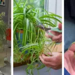 The Hidden Powers of Rosemary Bush – And Why You Should Plant It by the Door