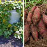 Used garlic in your cooking