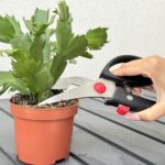 Cutest DIY Turtle Made From Egg Cartons — Step-by-Step Guide