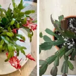 Spotted this green stuff near my garden. Looks like decay. Should I get rid of it or keep it?