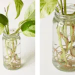 Why Gardeners Scatter Wood Ash Around Their Plants (The Benefits Are Underrated)