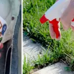 Thanksgiving Cactus in December: 7 Things to Do Right After Blooming