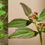 Baking Soda And Castor Oil Can Treat More Than 20 Health Problems