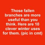 Place your plants near a humidifier in winter. Here are the 10 effects on leaf health