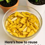 10 ways to reuse old milk jugs. Change the way you garden forever