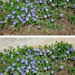 Here’s why you might want to bury banana peels near your plants