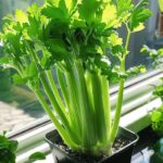 Man, been so out of the loop until now