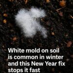 I just saw this in the yard the other day!