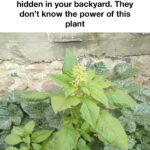 White mold on soil is common in winter and this New Year fix stops it fast