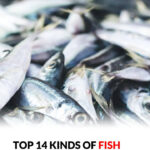 The Most Serious Illness from Sleeping with Cats: Prevention and Tips