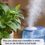 Sprinkle cinnamon on your plant soil. Here are the 10 effects people talk about