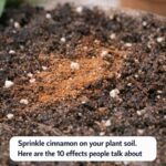 Place your plants near a humidifier in winter. Here are the 10 effects on leaf health