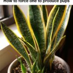 These usually get trashed after the holidays. 10 smart ways to reuse Christmas greenery in the garden