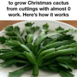 Brown tips mean dry air and this New Year adjustment really helps