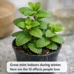 Keep a lavender plant indoors during winter. Here are the 10 effects people notice