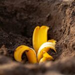 Here’s how to repurpose holiday planters the smart way for New Year houseplants