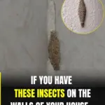 Dump dry stuffing mix on top to whip up this savory slow cooker delight.