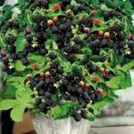 Always Check the Drainage of the Planting Hole – One Test Saves the Plant