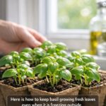 People throw these away once the bulbs are planted. 10 practical ways to reuse mesh produce bags in the garden