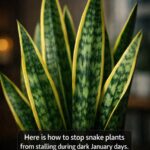 Here is how to keep your orchid full of blooms even during cold January days